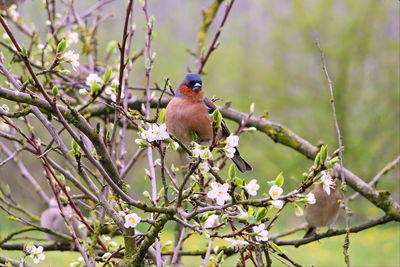 Bird perching on branch