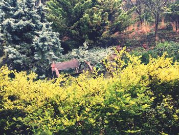 Yellow flowers growing on tree