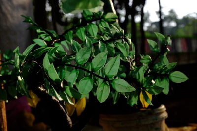 Close-up of plants