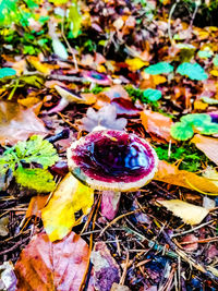 High angle view of ice cream on field during autumn