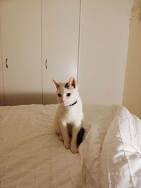 Portrait of cat sitting on bed at home