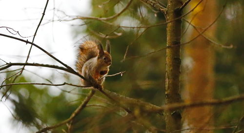 Low angle view of bird perching on tree