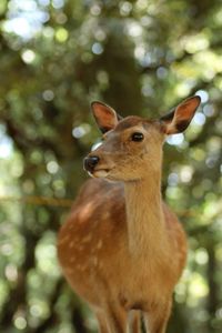 Close-up of deer