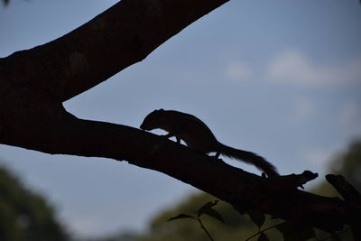 Low angle view of bird perching on tree against sky