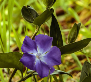 Close-up of purple flowering plant