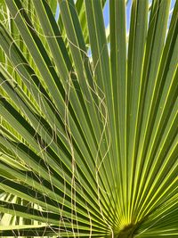 Full frame shot of palm leaves