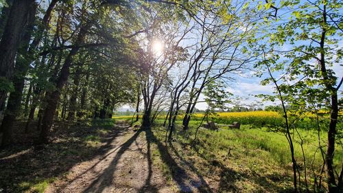 Road amidst trees in forest against bright sun