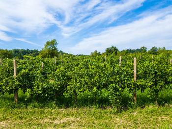 Scenic view of vineyard against sky