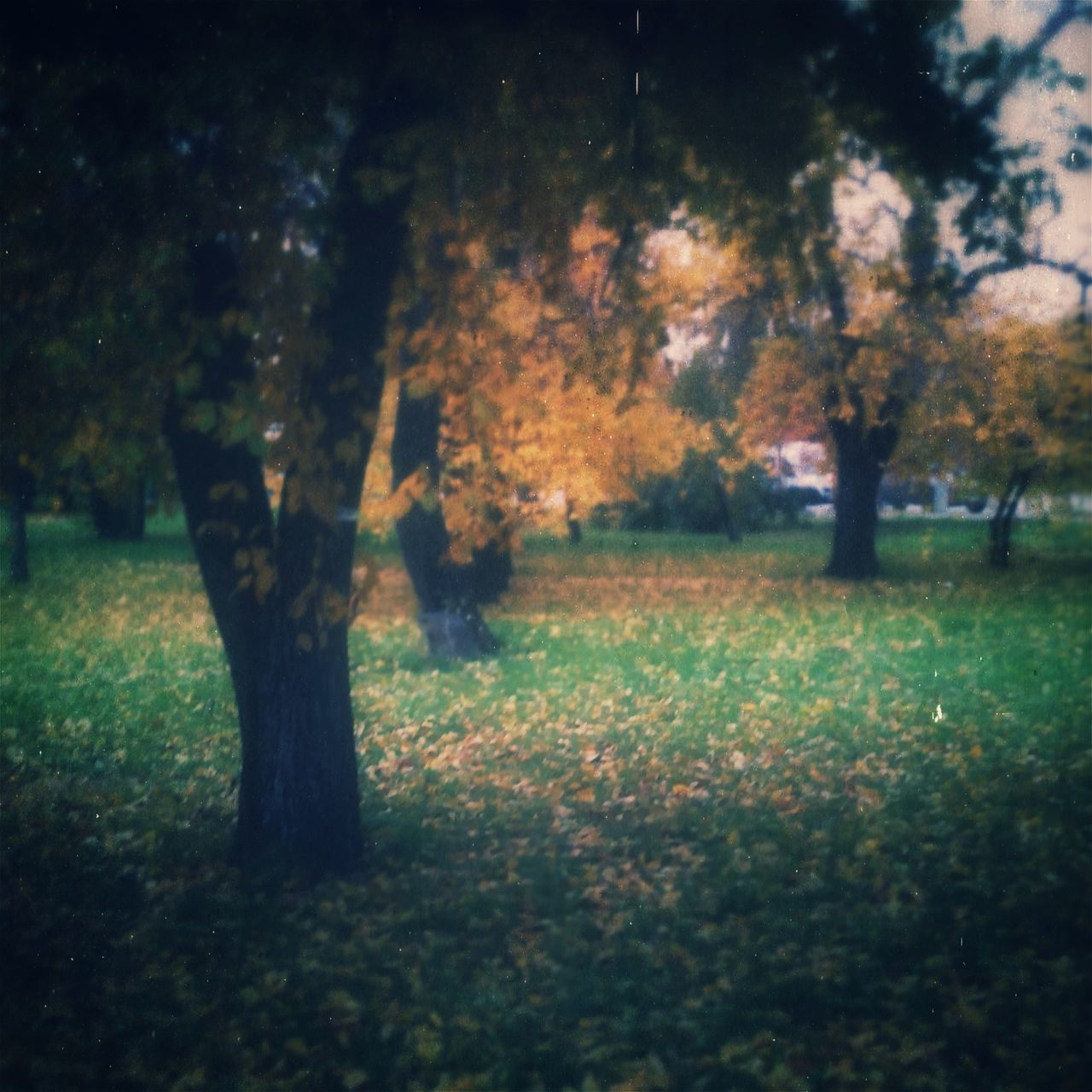 tree, field, tranquility, growth, nature, tranquil scene, beauty in nature, grass, landscape, scenics, autumn, outdoors, grassy, green color, park - man made space, season, no people, sunlight, tree trunk, day