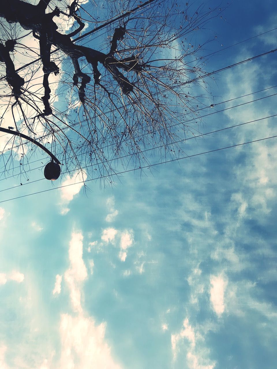 low angle view, sky, cloud - sky, tree, day, outdoors, no people, nature, branch, growth, beauty in nature, built structure, architecture, building exterior