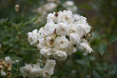 Close-up of white rose bouquet