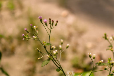 Close-up of pink flowering plant