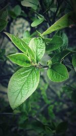 Close-up of green leaves