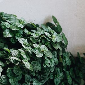 Close-up of potted plant against wall