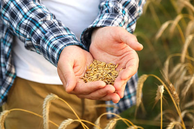 Male hands sprinkle wheat grains. golden seeds in the palms of a person. good harvest in the hands