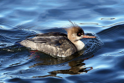 High angle view of duck swimming in lake