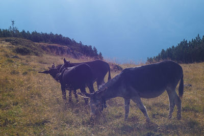 Donkeys in a field