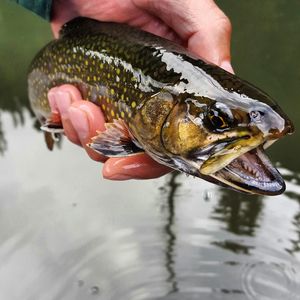 Cropped hand holding fish over lake