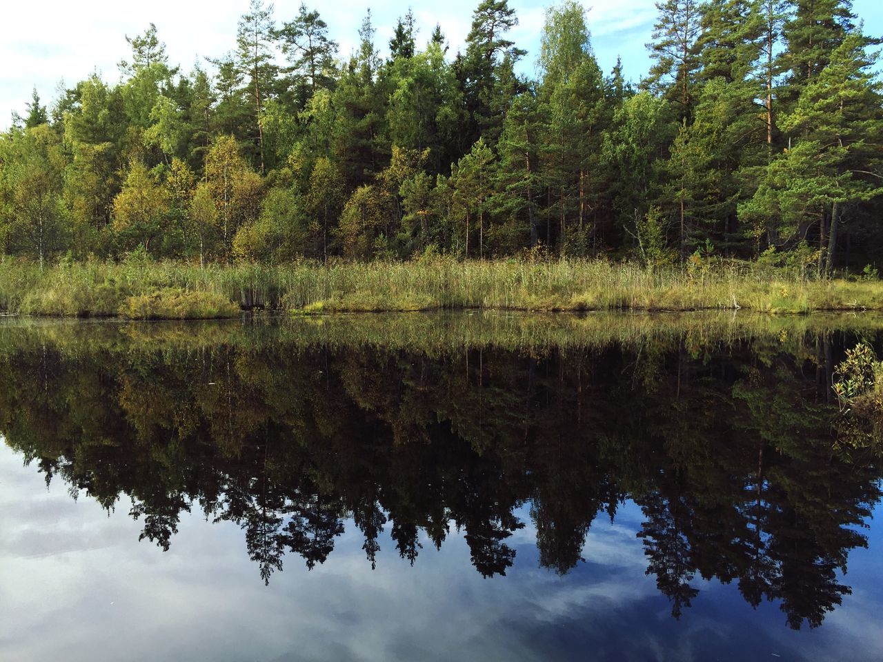 tree, reflection, tranquility, tranquil scene, water, lake, beauty in nature, scenics, growth, nature, waterfront, standing water, green color, sky, idyllic, day, no people, outdoors, calm, green