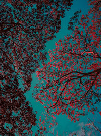 Low angle view of flowering tree against blue sky