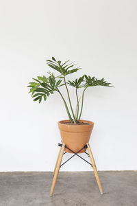 Potted plant against white wall