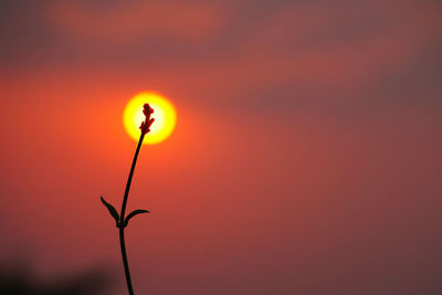 Close-up of silhouette plant against orange sky