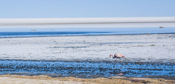 Flamingo perching on sand at beach