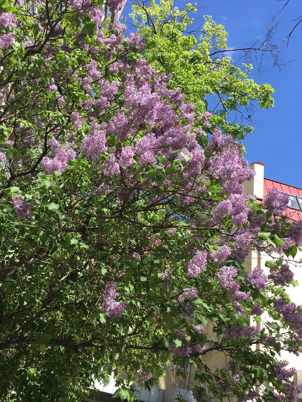 flower, growth, low angle view, tree, no people, day, fragility, nature, blossom, beauty in nature, pink color, branch, outdoors, freshness, architecture