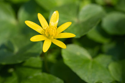 Close-up of yellow flowering plant