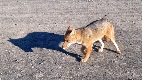 Shadow on sand