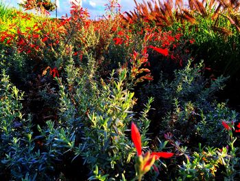 Close up of red flowers