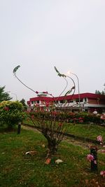 Flowering plants on field against clear sky