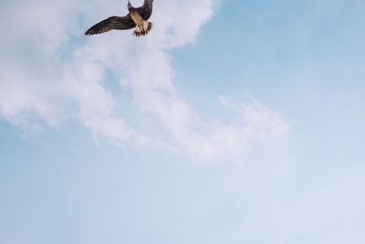 Low angle view of eagle flying in sky