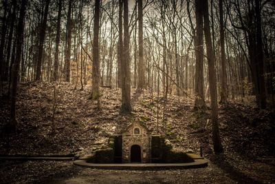 Bare trees against sky