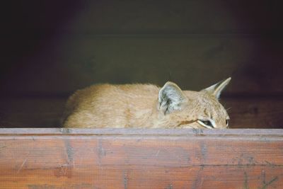 Cat resting on wood