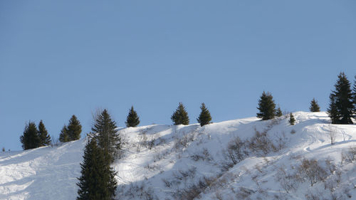 Snow covered trees against clear sky