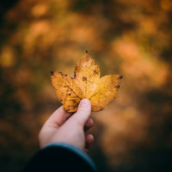 Close-up of hand holding maple leaf during autumn
