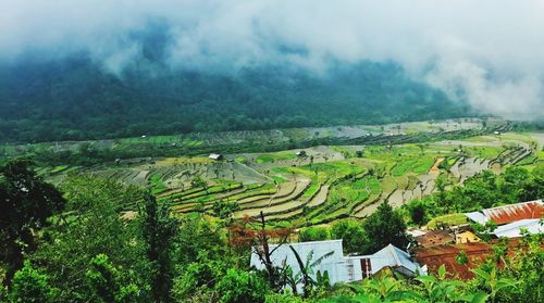 High angle view of rice paddy