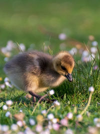 Close-up of a bird on field