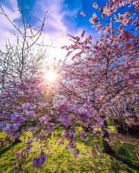 Low angle view of tree