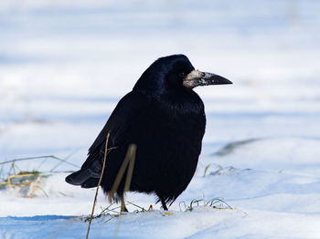 Black bird on a snow. the rook corvus frugilegus covered in snow