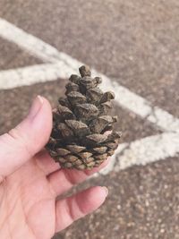 Close-up of hand holding pine cone