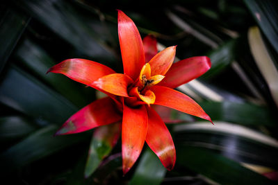 Close-up of red lily on plant