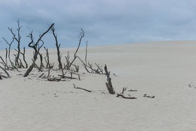 Dead trees in desert against sky 