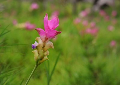 Close-up of pink flowering plant