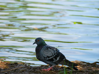 Close-up of bird perching on lakeshore