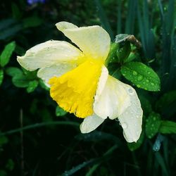 Close-up of yellow flower