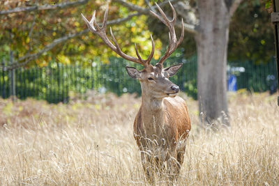 Deer in a field