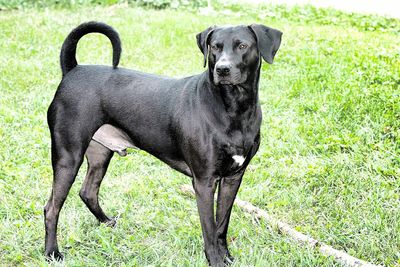 Portrait of black dog