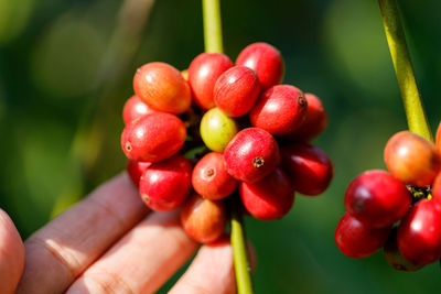 Close-up of hand holding cherries